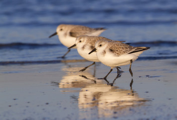 Group of Sanderlings (Calidris alba) in winter plumage on the ocean coast at sunset. Galveston, Texas, USA.