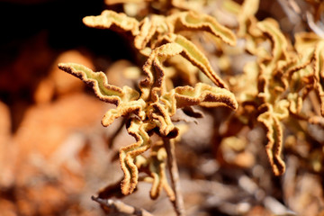 abstract flower on greek island