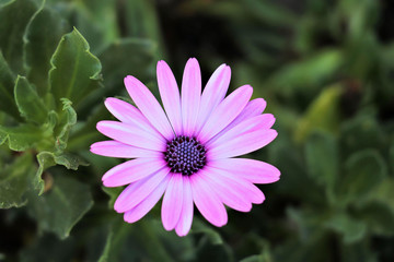 Obraz premium pretty purple daisy in greece