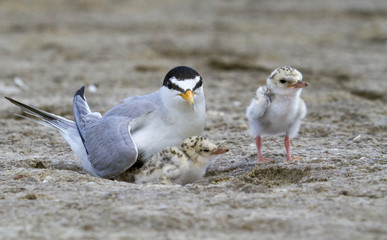 The Least Tern (Sternula antillarum) at the nest, Galveston, Texas, USA.