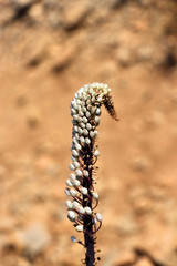 poisonous flower in greece closeup