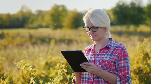 The farmer uses a tablet in the field. At sunset
