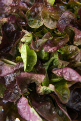 Red curly salad isolated on white