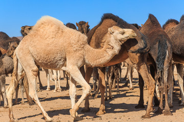 Group of camels in desert