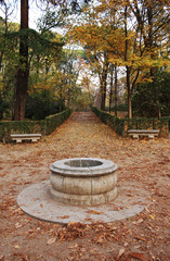Fototapeta premium Brown, yellow and reddish colors of autumn in the park