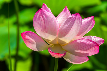 Obraz na płótnie Canvas The Lotus Flower.Background is the lotus leaf.Shooting location is Yokohama, Kanagawa Prefecture Japan.