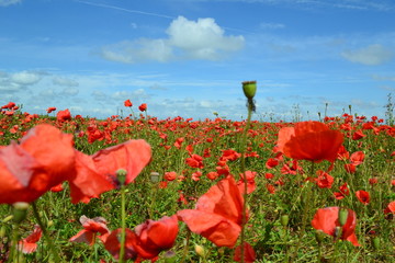 Poppy field