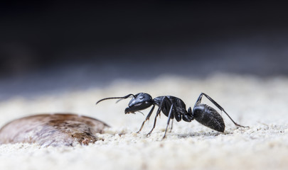 big forest ant eats strawberry jam