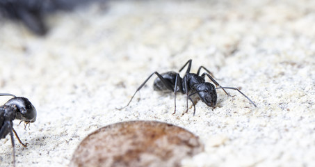 big forest ant eats strawberry jam