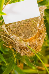 étiquette sur nid d'oiseau vide