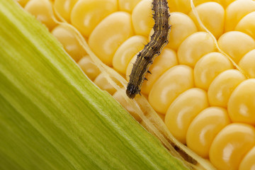 Worm on organic maize. © Eskymaks