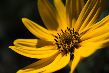 Close up shot, swamp sunflower in Myakka 