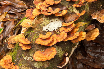 Forest fungus