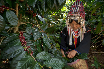 Akha Coffee Harvest
