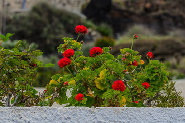 rote blumen am balkon