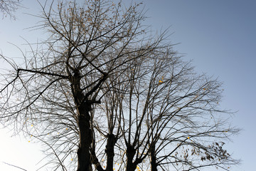 Trees and branches and a blue sky in autumn