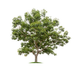 Fototapeta premium Tree isolated on white background high resolution for graphic decoration, suitable for both web and print media