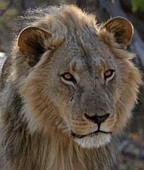 lion portrait