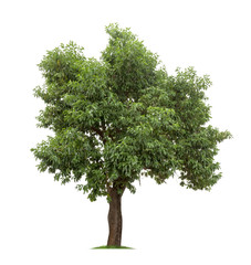 Tree isolated on white background high resolution for graphic decoration, suitable for both web and print media
