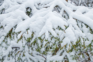 Branches of spruce trees with a large layer of snow after a heavy snowfall in the winter cold forest.