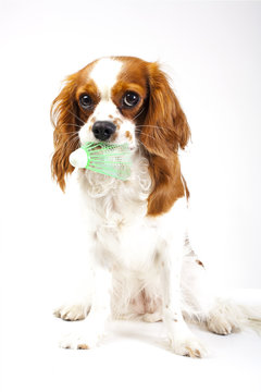 Cavalier king charles spaniel sport dog badminton photo. Beautiful cute cavalier puppy dog on isolated white studio background. Trained pet photos for every concept.