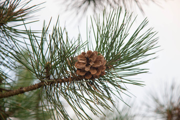 pine branch in the forest with cones