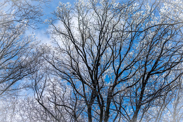 Fototapeta na wymiar Snowy trees growing to heaven