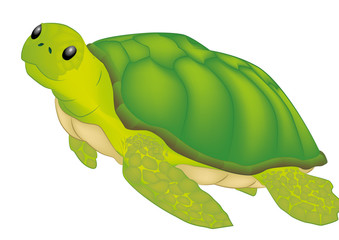 Water turtle vector illustration