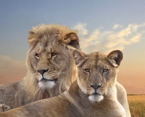 Crédence de cuisine en verre imprimé Lion Paire de lions d& 39 Afrique se reposant au coucher du soleil