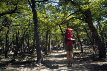 Fototapeta premium Young woman trekking in forest in Patagonia region in Argentina