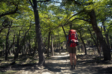 Young woman trekking in forest in Patagonia region in Argentina