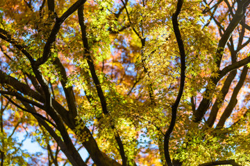 Fototapeta premium 秋のもみじ