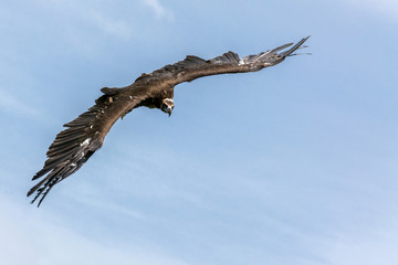 Flying vulture on the clear blue sky