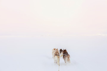A group of husky sled dogs running through empty snow landscape in Iceland.