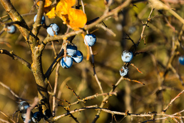 Blackthorn - Prunus spinosa in fall