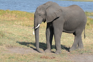 Fototapeta na wymiar Elephant in Botswana