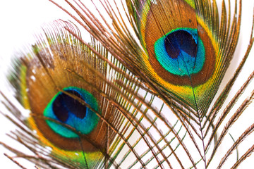 Obraz premium Peacock feather on white