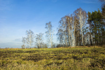 Fototapeta na wymiar Wild meadow and grove with birches