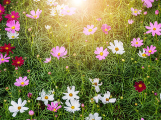 Fototapeta premium Cosmos flower.