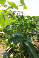 green soybean  crops in growth at field