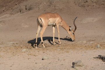 Antelope in Africa