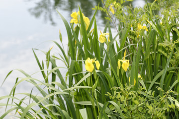 yellow iris in a meadow