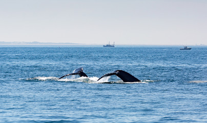 Whale watching in the atlantic ocean near Massachusetts. © fototehnik