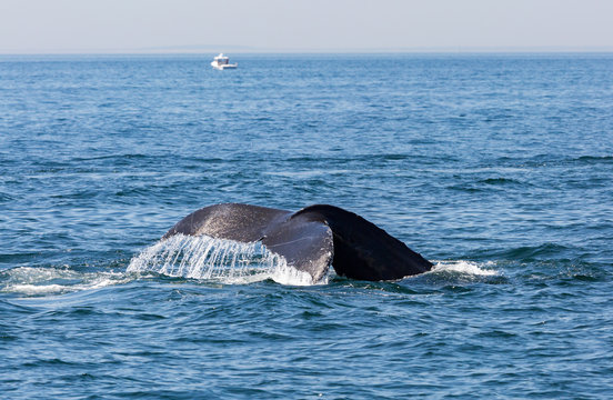 Whale watching in the atlantic ocean near Massachusetts.