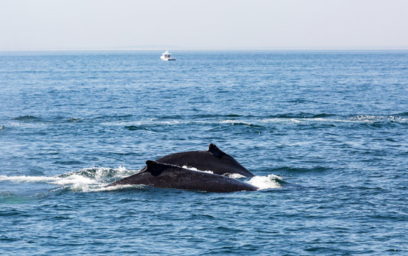 Whale watching in the atlantic ocean near Massachusetts.