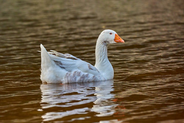 Goose stand next to a pond or lake with bokeh background