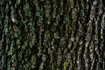dry tree bark texture background