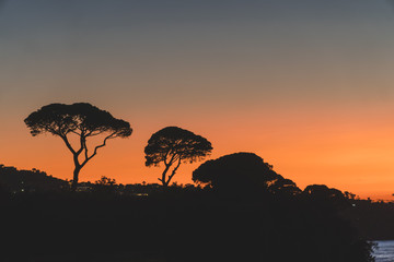 Fototapeta na wymiar Silhouette of trees on the orange sunset in Mountain Sorrento Italy