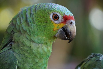 Wild parrot, Nicaragua