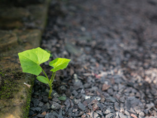 Green Ivy isolated on The Ground